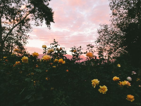 Цветы и небо Эстетика