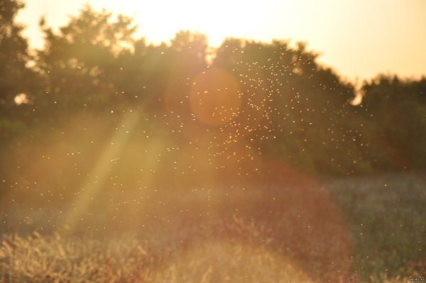 Пылинки в солнечных лучах