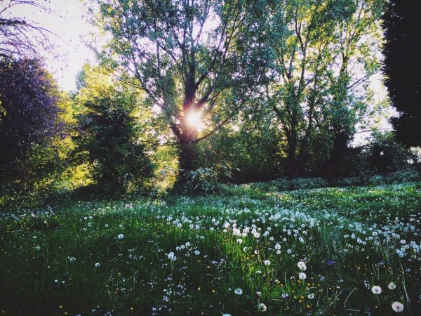 Поляна Эстетика