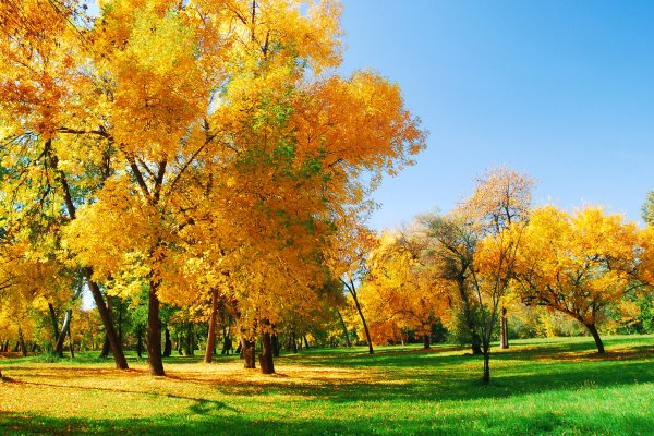 Природа ранняя осень