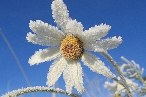 Летний снег