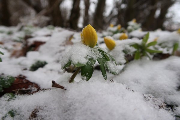 Цветы снежок
