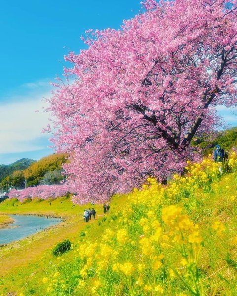 Цветущие сады Сидзуока Япония