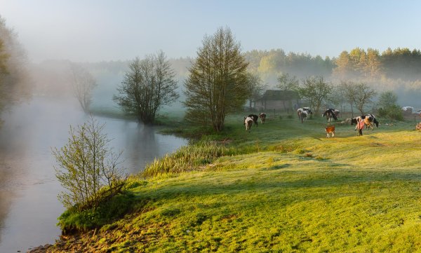 Березы и ромашки
