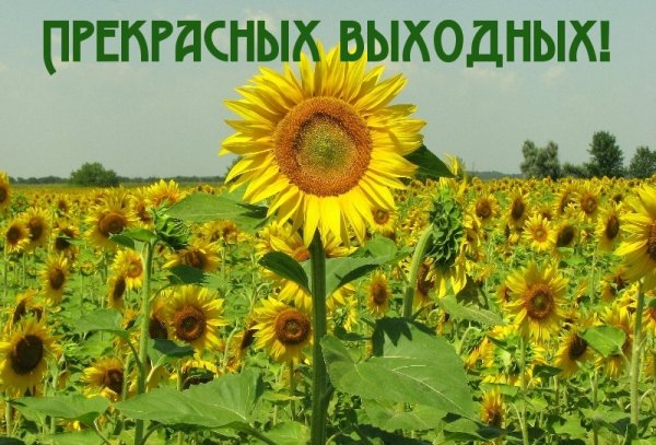 Лето в деревне надпись