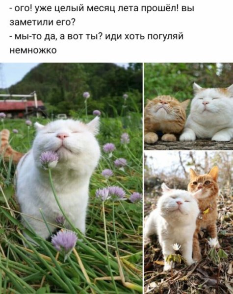 Как проходит лето