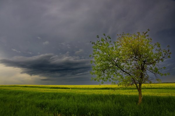 Дерево перед грозой