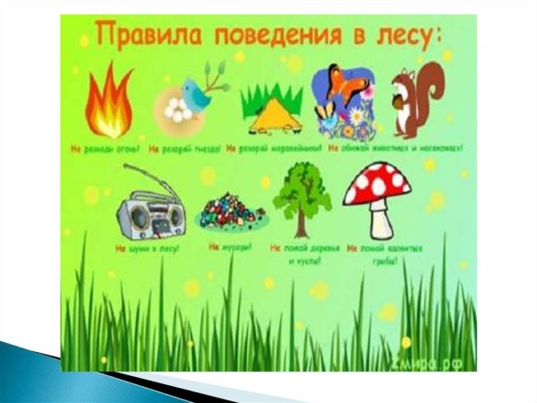 Правила поведения в лесу для детей