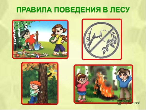 Правила поведения в лесу