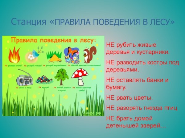 Правила поведения в лесу