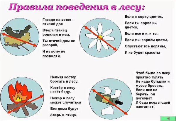 Правила поведения в лесу