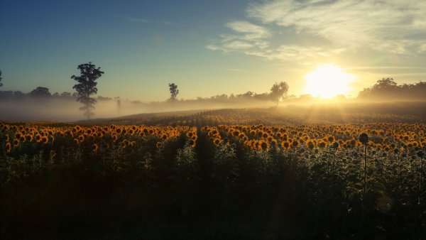 Поле подсолнухов на рассвете