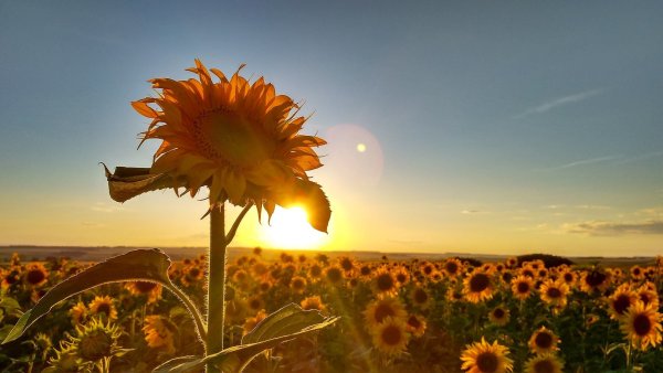 Поле с подсолнухами