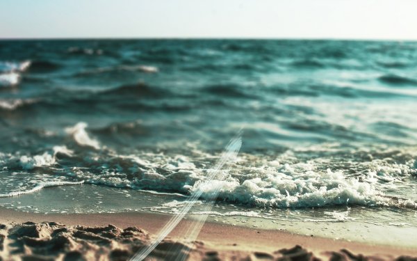 Цветы море Эстетика