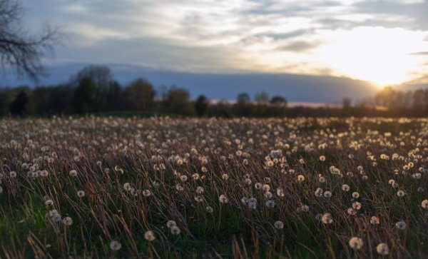 Эстетика травы в поле