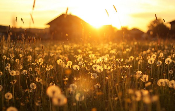 Лес после дождя туман