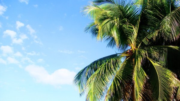 Пляж с пальмами