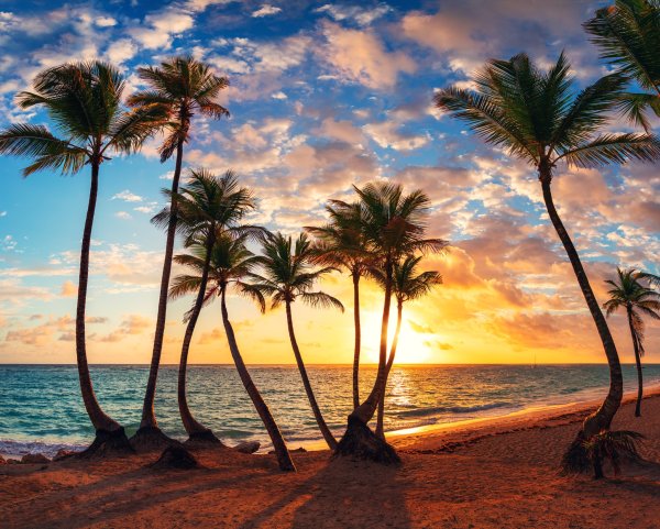 Море пальмы