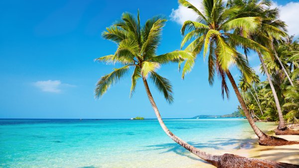 Пальмы и океан