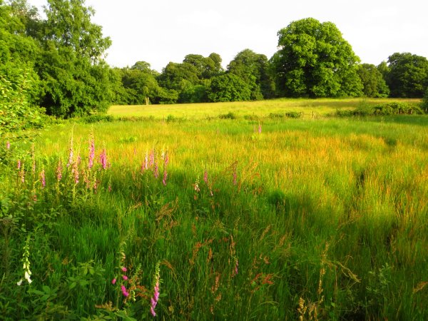 Луг с кустами