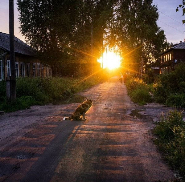 Летнее утро в деревне