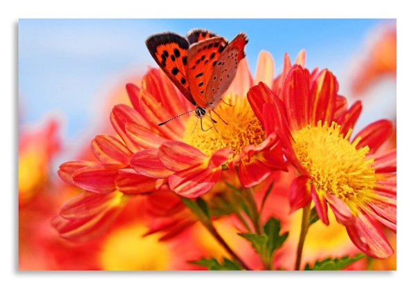 Лето цветы бабочки