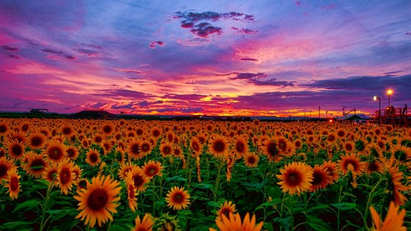 Красивое поле подсолнухов