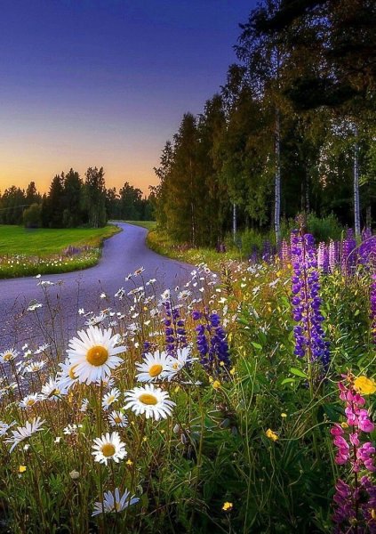 Летняя природа