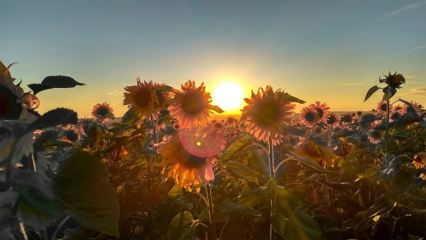 Поле цветы солнце
