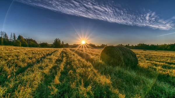 Рассвет в поле