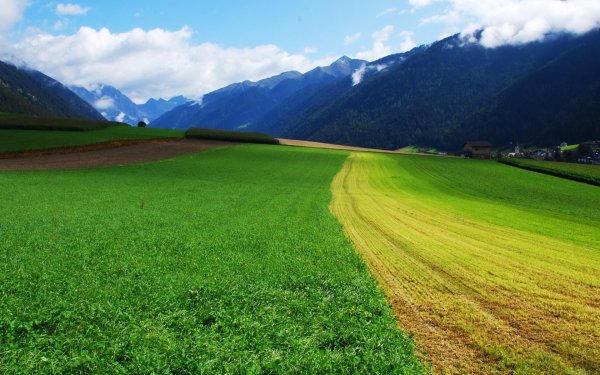 Поле зелень