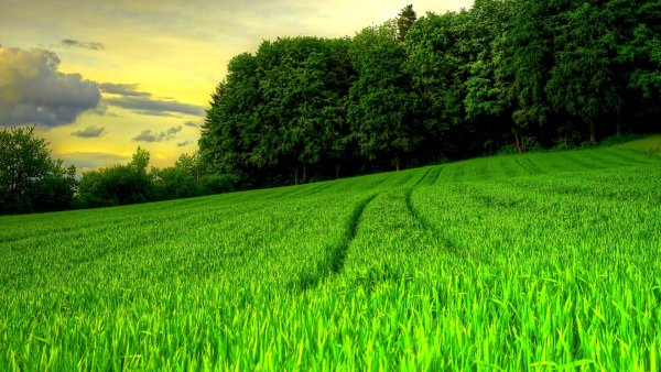 Природа зелень