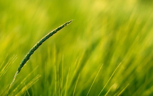 Зеленое поле