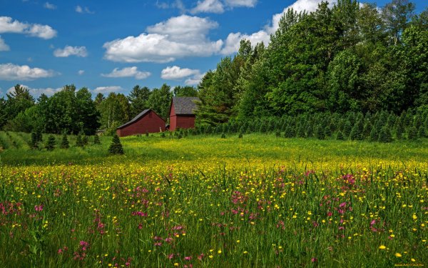 Деревня летом