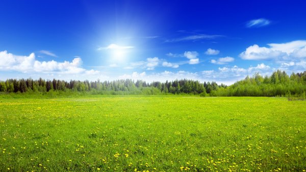 Зеленое поле