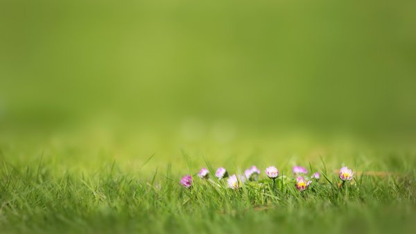 Лето трава цветы