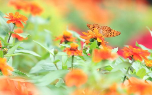 Летние заставки