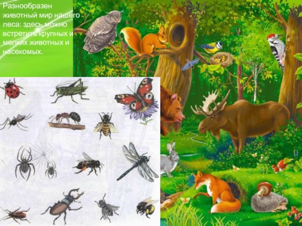 Животные птицы насекомые леса