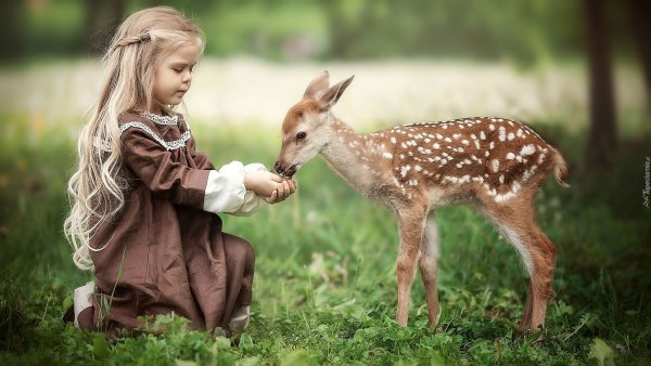 Белка собирает грибы