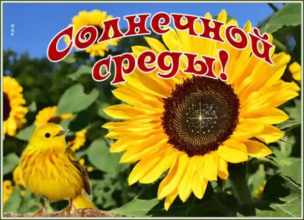 Хорошего летнего дня и отличного настроения