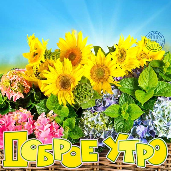 Доброе летнее утро