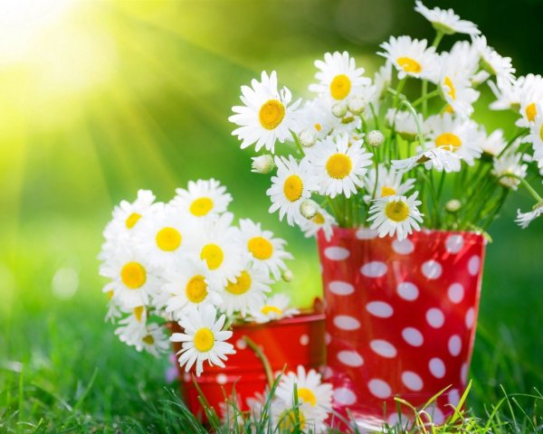 Летнее настроение