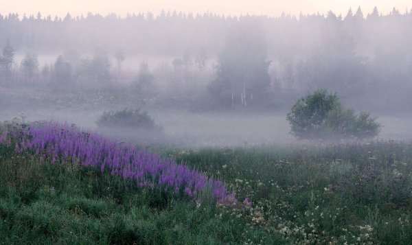 Туман над травой