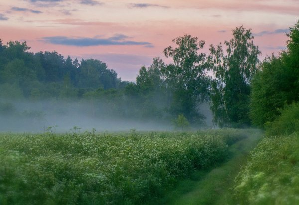 Утренний туман и солнце