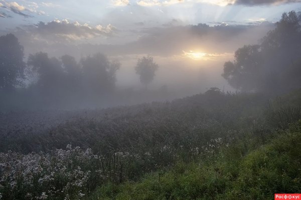 Туман летом