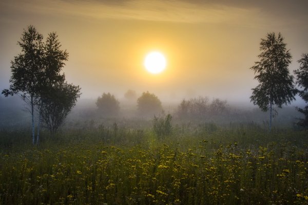 Пейзаж туман