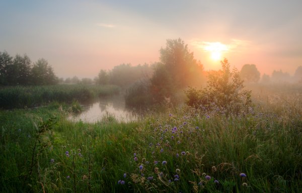 Раннее утро в лесу