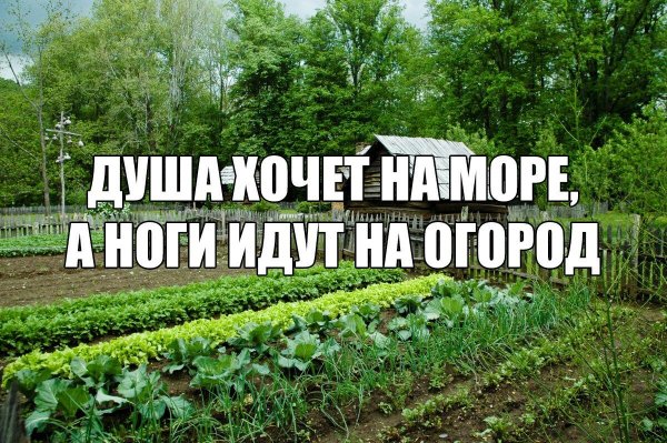 Приколы про огород и дачу