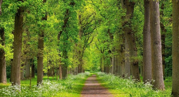 Зеленый парк