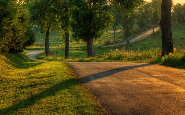 Дорога природа лето